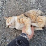 Fukuoka: Cat Island, Ainoshima Guided Tour with Ferry Ride - Practical Tips for Your Trip