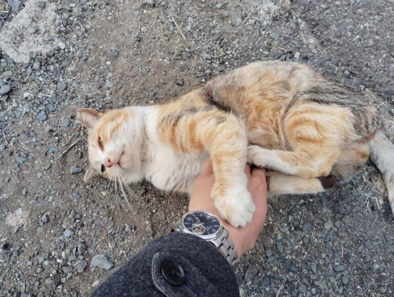 Fukuoka: Cat Island, Ainoshima Guided Tour with Ferry Ride - Practical Tips for Your Trip