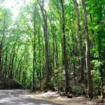 Full-Day Bohol Excursion - depart Cebu (Best Seller) - Key Points