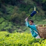 Full-day Cameron Highlands Day Trip from Kuala Lumpur - Who Would Love This Tour?