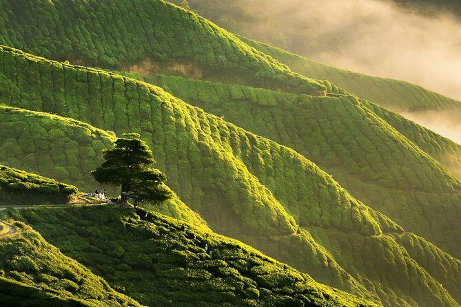 Full-day Cameron Highlands Day Trip from Kuala Lumpur - Who Should Book This Tour?