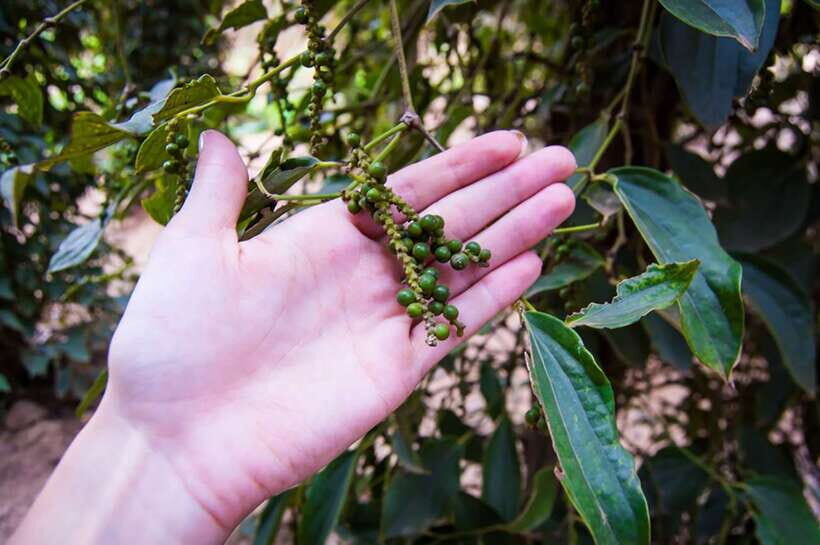 FULL DAY - Countryside Tuk-Tuk Pepper Tour + Kep - Authenticity and Local Flavor