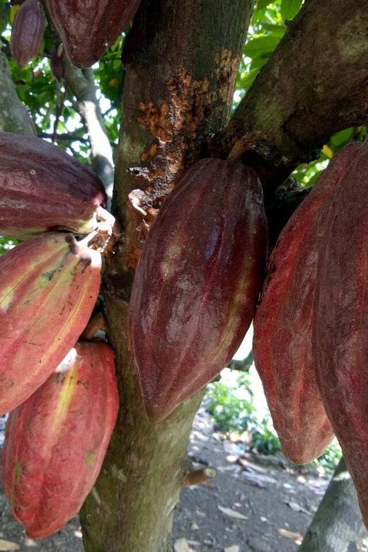 Full Day Experience to Farm and Chocolate - Exploring the Itinerary in Detail