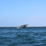 Full Day Gray Whale Watching Experience - The Authentic Experience: What Travelers Say