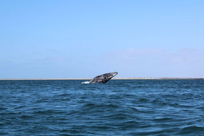 Full Day Gray Whale Watching Experience - The Authentic Experience: What Travelers Say