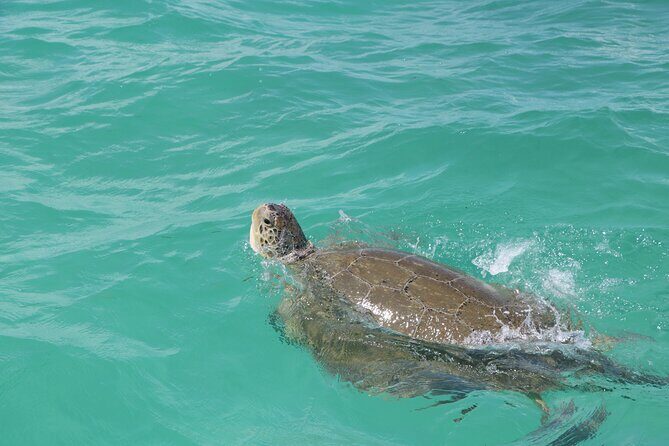 Full Day Guided Tour to Sian Ka'an (short way) - What We Love About This Tour