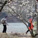 Full-day Hadong, Gwangyang, Cherry blossom, Green Tea Fields Private Tour - The Sum Up: Who Is This Tour Best For?