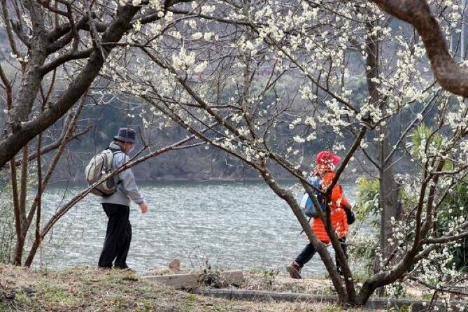 Full-day Hadong, Gwangyang, Cherry blossom, Green Tea Fields Private Tour - The Sum Up: Who Is This Tour Best For?