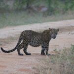 Full day / Half Day WildlifeAdventure in Yala-National-Park - Exploring Yala National Park: What You Can Expect