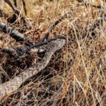 Full Day Hike in Joshua Tree National Park - Why This Tour Offers Good Value