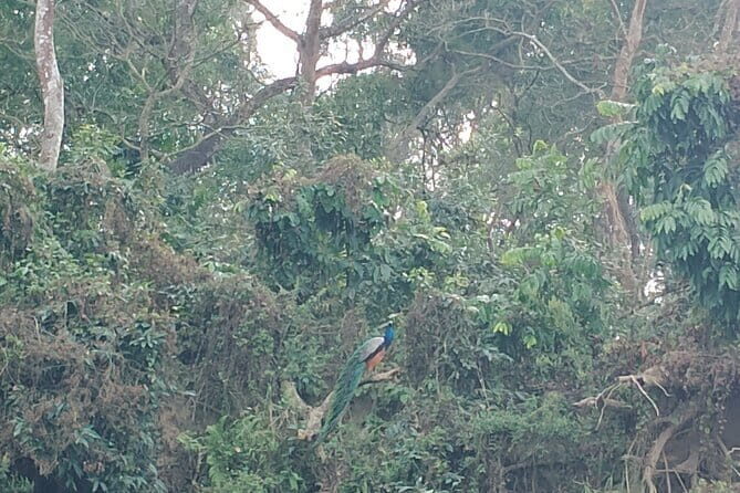 Full Day Jeep Safari in Chitwan National Park - Who Should Consider This Tour?