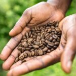 Full-Day Kingston and Blue Mountains Private Guided Tour - FAQs