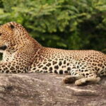 Full Day Leopard Safari at Yala and Traditional Curd Tasting - What You Can Expect from the Safari
