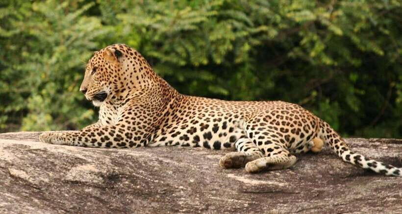 Full Day Leopard Safari at Yala and Traditional Curd Tasting - What You Can Expect from the Safari