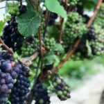 Full-Day Niagara-On-The-Lake Guided Wine and Charcuterie Tour - Final Thoughts