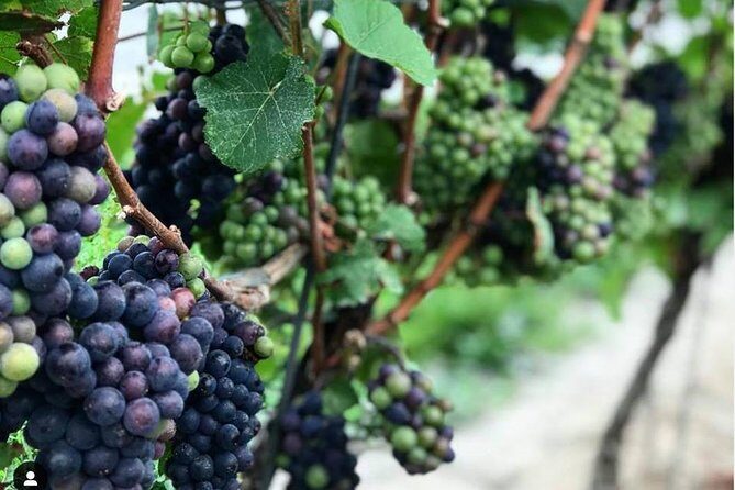 Full-Day Niagara-On-The-Lake Guided Wine and Charcuterie Tour - Final Thoughts