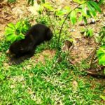 Full Day Orang Utan Sepilok, Proboscis Monkey, Sunbear, RDC - A Detailed Look at the Tour Experience