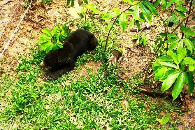 Full Day Orang Utan Sepilok, Proboscis Monkey, Sunbear, RDC - A Detailed Look at the Tour Experience