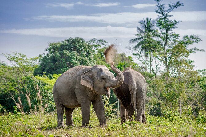 Full-Day Phuket Elephant Sanctuary Tour with Lunch and Dinner - The Sum Up