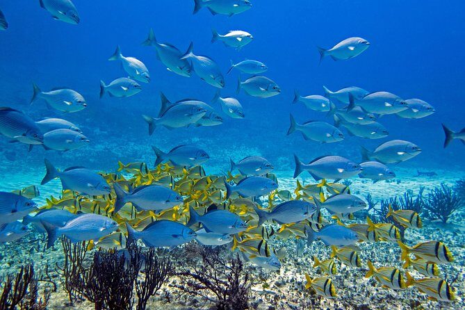 Full-Day Playa del Carmen Reef Diving Activity - An In-Depth Look at the Playa del Carmen Reef Diving Experience