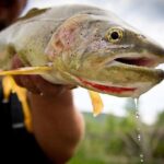 Full Day Private Fly Fishing in Yellowstone - The Sum Up