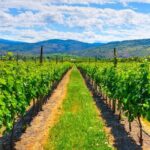 Full-Day Private Fraser Valley Wine Tour from Vancouver - The Practical Side: What You Need to Know