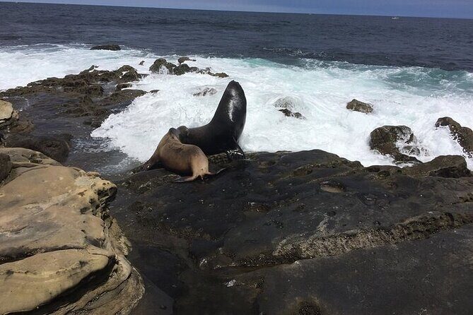 Full Day Private SD Tour from La Jolla - The Value of a Private Guided Day