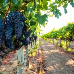 Full-Day Private Sonoma Valley Wine Tour from San Francisco - Who Should Consider This Tour?