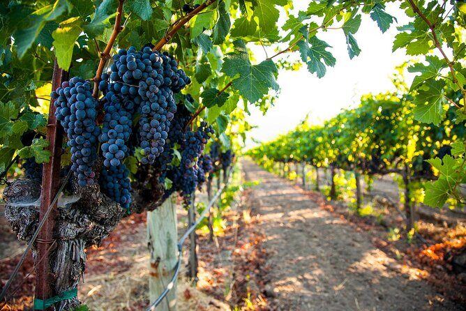 Full-Day Private Sonoma Valley Wine Tour from San Francisco - Who Should Consider This Tour?