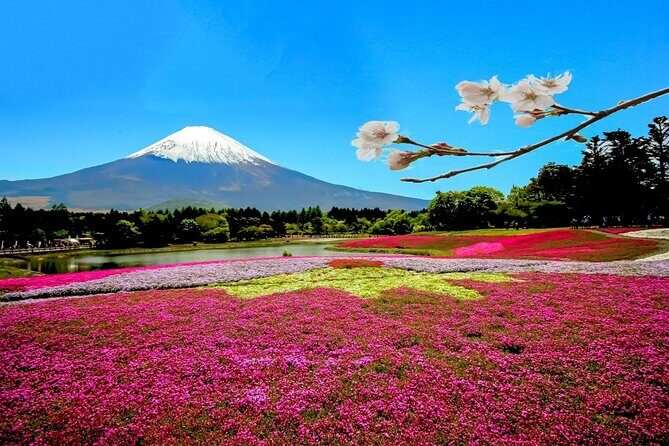 Full Day Private Tour in Mt. Fuji and Hakone - Why Choose This Tour?