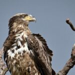 Full-Day Private Tour to Alligator River National Wildlife Refuge - Why This Tour Stands Out
