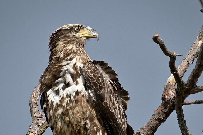 Full-Day Private Tour to Alligator River National Wildlife Refuge - Why This Tour Stands Out