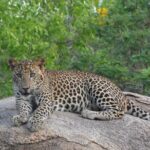 Full Day Safari ( The Best for Leopards ) in Yala - Frequently Asked Questions