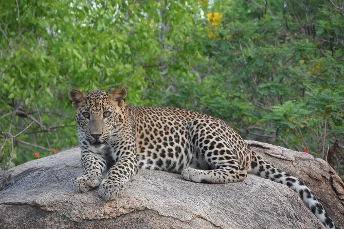 Full Day Safari ( The Best for Leopards ) in Yala - Frequently Asked Questions