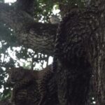 Full Day Safari Tour in Yala National Park - Who Should Book This Safari?