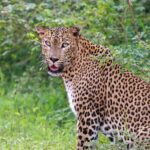 Full day Safari - Yala National Park - 04.30 am to 06.00 pm with - Janaka safari - What Could Be Better?