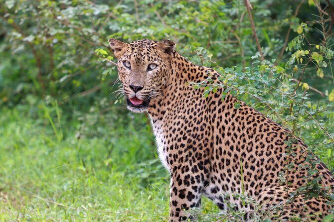 Full day Safari - Yala National Park - 04.30 am to 06.00 pm with - Janaka safari - What Could Be Better?