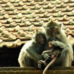 Full Day Surface of Ubud Private Tour - FAQ