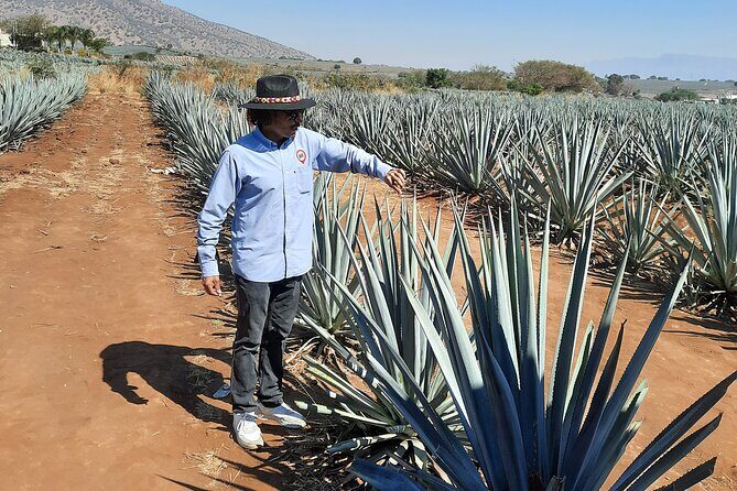 Full-Day Tequila Tour from Guadalajara - What Sets This Tour Apart