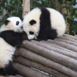 Full Day Tour to Chengdu Panda Centre and Sanxingdui Site - Practical Details and Considerations