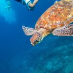 Full-day Tour to the Similan Islands by Speedboat from Khao Lak - Who Would Love This Tour?