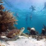 Full Day Tour to Tulum Cenote and Swim with Turtles in Akumal - The Highlight: Swimming with Sea Turtles in Akumal