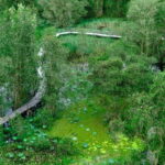 Full Day Tour Tra Su Forest From Can Tho City - Detailed Review of the Tra Su Forest Tour