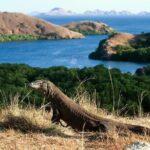 Full Day Trip to Explore 6 Destinations in Labuan Bajo and Komodo - A Deep Dive into the Full-Day Komodo Adventure