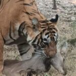 Full-Day Trip to Ranthambore National Park from Jaipur - The Practicalities and Pricing