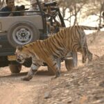 Full Day trip to Ranthambore tiger reserve from Jaipur - Authentic Experiences and Traveler Feedback