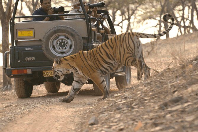 Full Day trip to Ranthambore tiger reserve from Jaipur - Authentic Experiences and Traveler Feedback