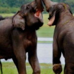 Full Day Udawalawe Safari Adventure with Lunch (Private) - Final Thoughts: Is it Worth It?