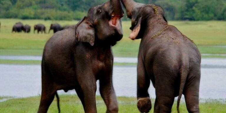 Full Day Udawalawe Safari Adventure with Lunch (Private) - Final Thoughts: Is it Worth It?