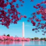 Full Day US Capitol Visit with Cherry Blossom & Potomac Cruise - Practical Tips for Making the Most of Your Day